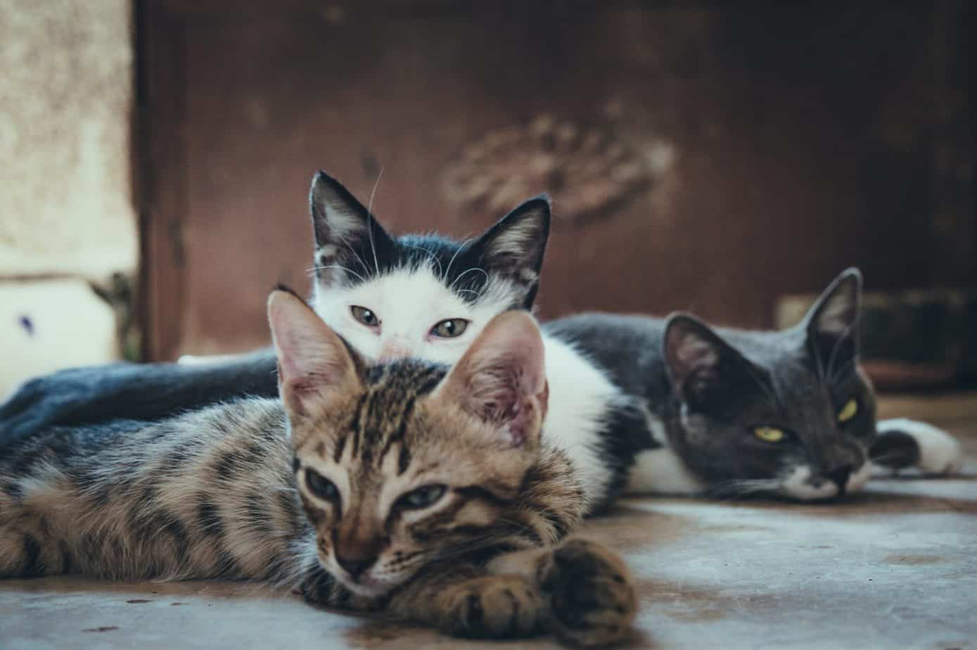 A few cats look cute laying down.