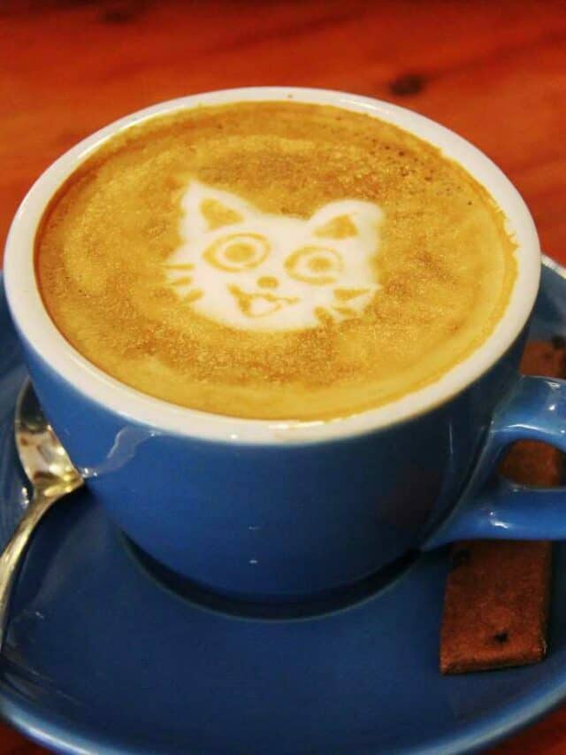 10 OF THE MOST ADORABLE CAT CAFES IN THE US & CANADA STORY