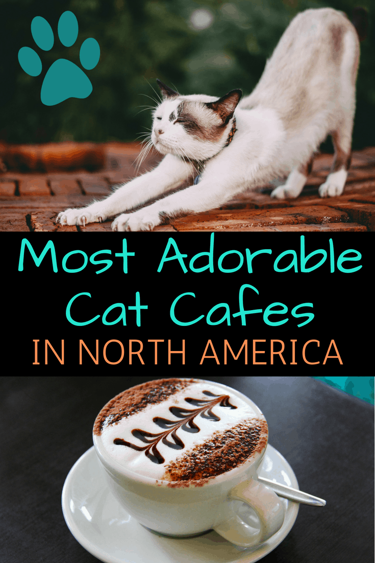 Pinterest social share image that says "Most Adorable Cat Cafes in North America."
