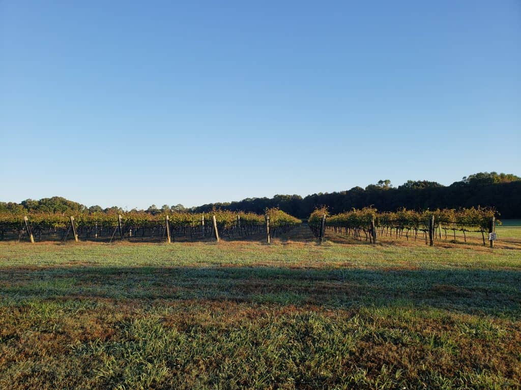 View of an empty vineyard under a clear blue sky.