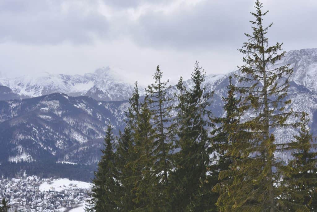 A wintry landscape, with tall evergreens in the forefront. Snow-capped mountains stand tall in the background.