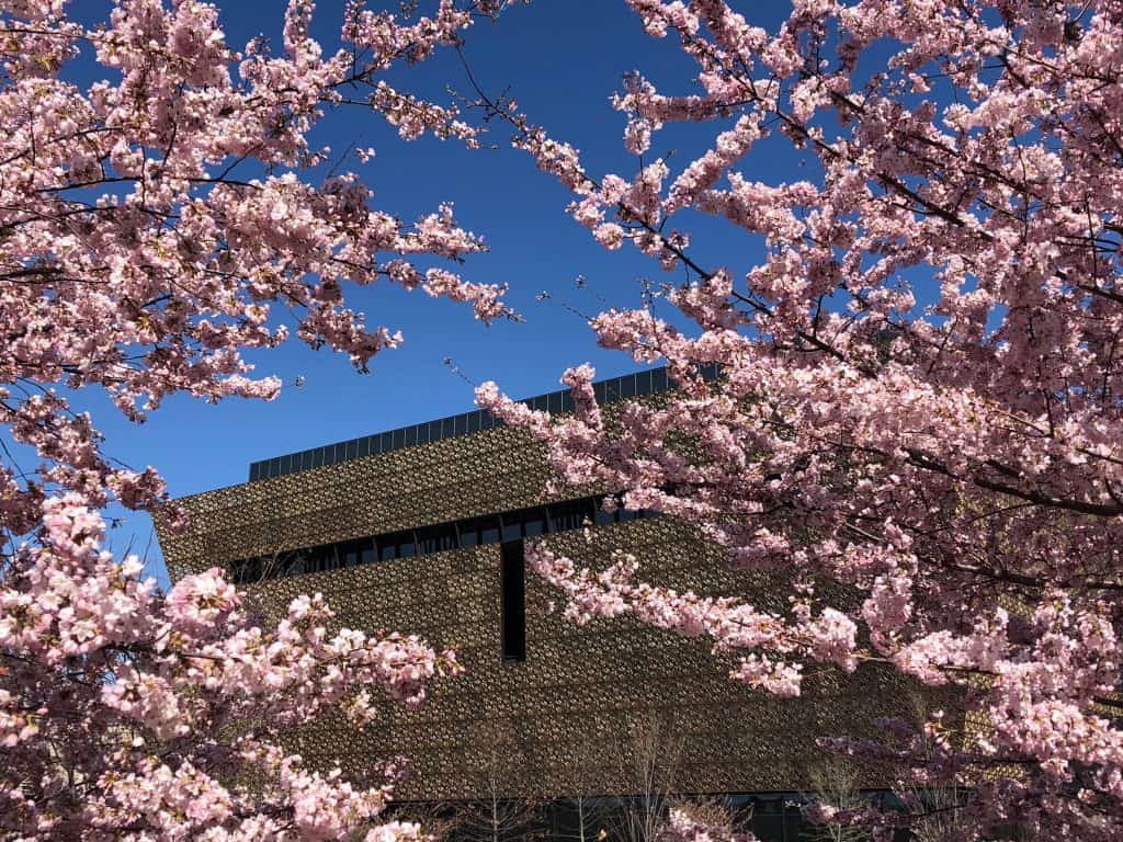 Cherry blossoms blooming with a museum building behind it.