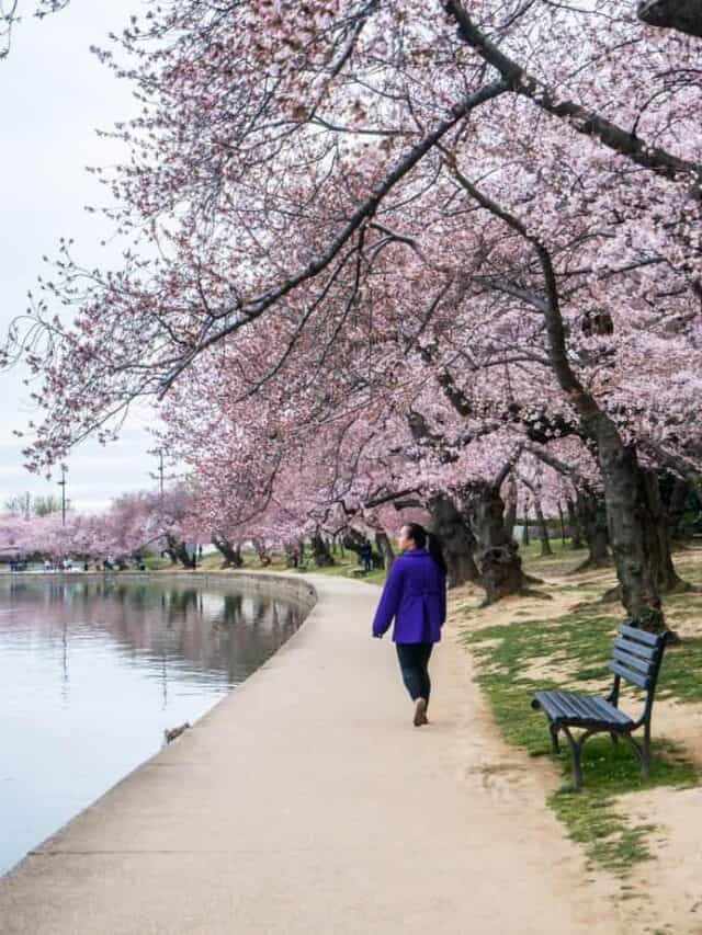 cropped-cherryblossoms-09503.jpg