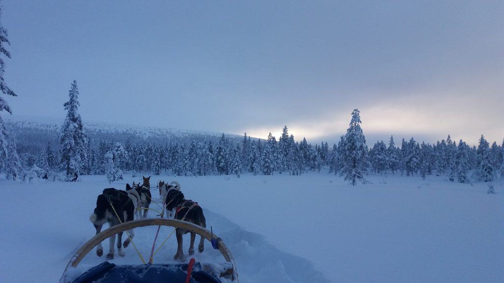 Point of view dog sledding in a snowy landscape in Europe in winter
