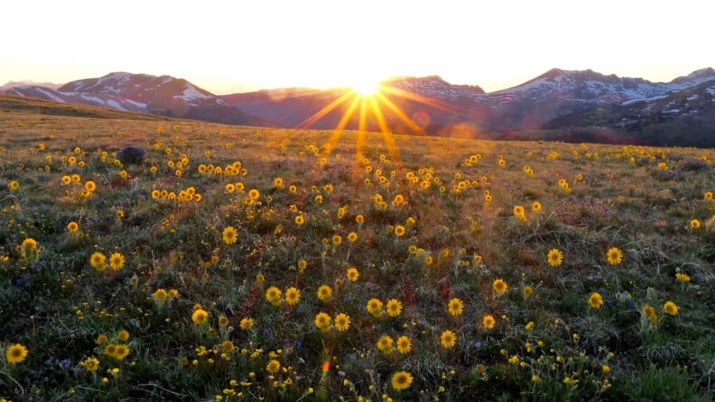 The sun peeks over a mountain into a meadow of daisies.