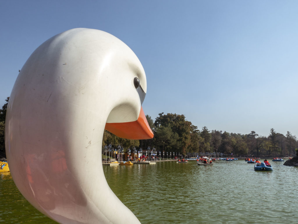 Close up of a swan head on a boat on the water.