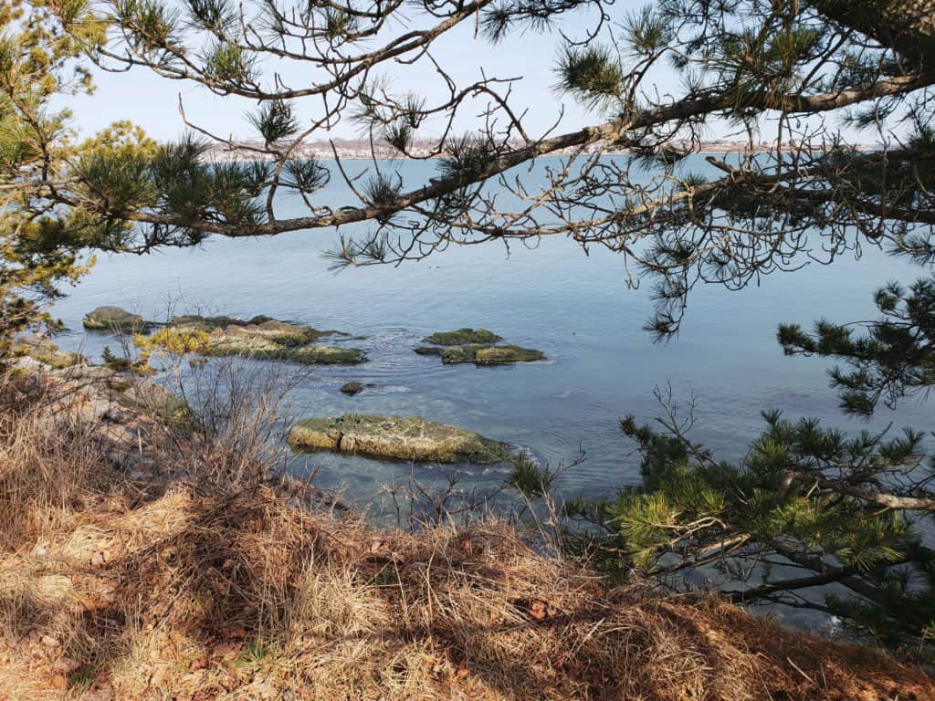 A blue body of water with dead grass in front.