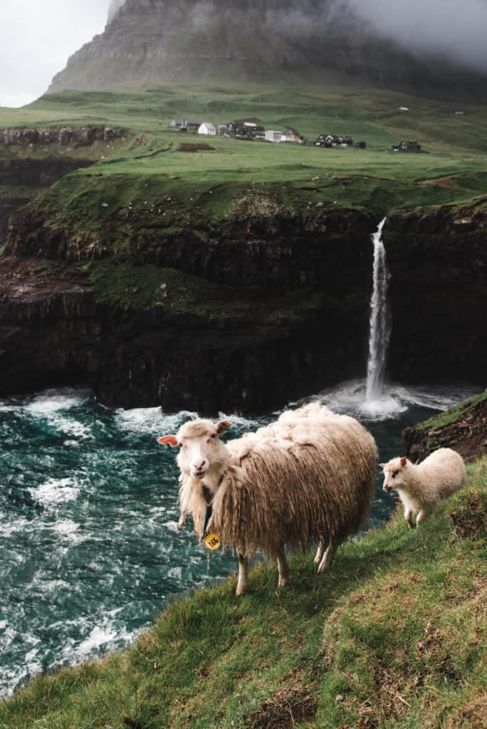 Two sheep walking along the edge of a grassy cliff the overlooks a waterfall. 
