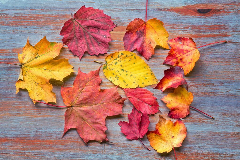 Vibrant fall leaves are laying on a wooden table.