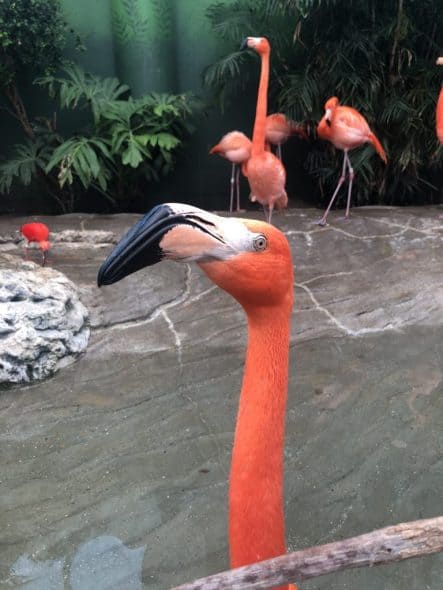Close up of a flamingo head.