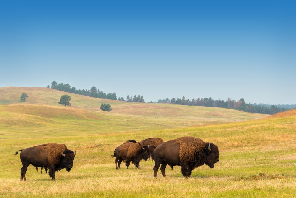 A group of bison stand in a field under a blue sky.