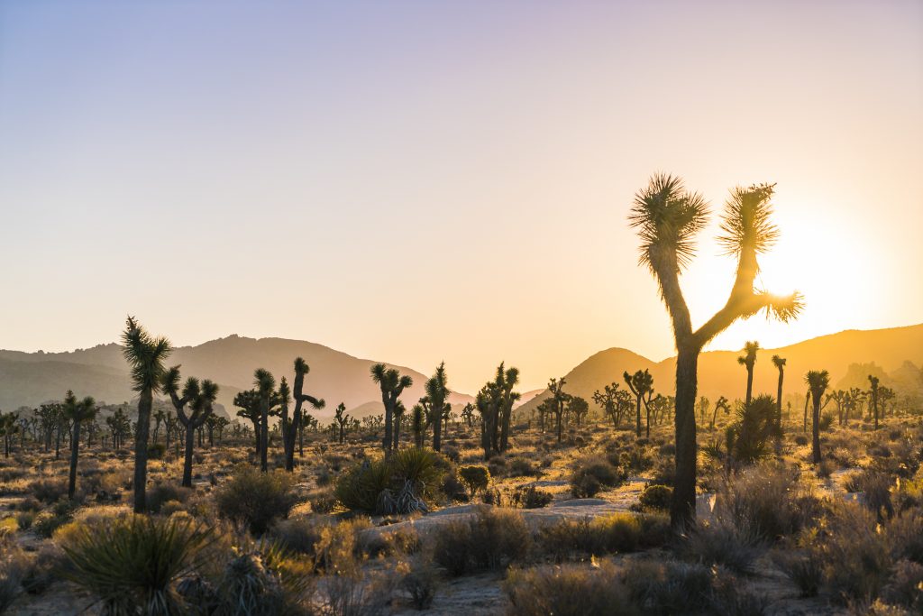 Desert landscape with prickly trees and hills in the background as the sun sets.