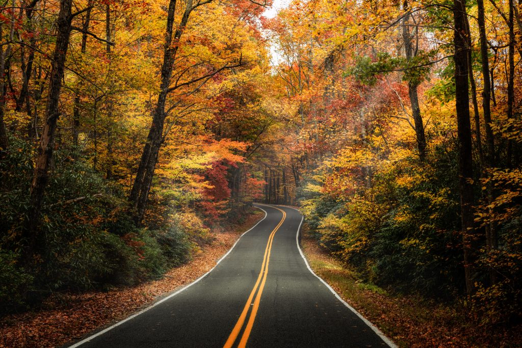 colorful fall trees tropical to a roadway - an atmospheric picture taken during a fall date