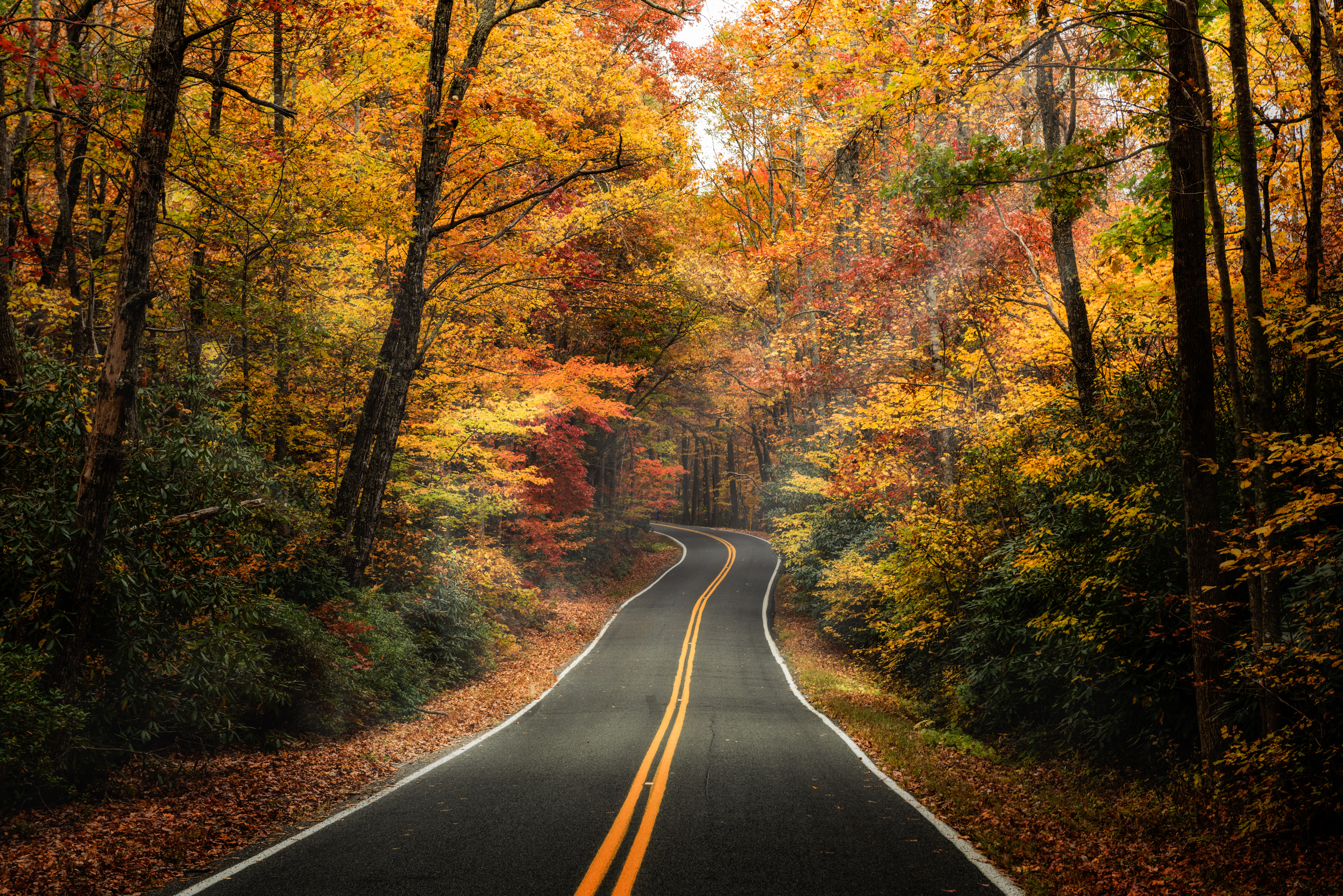 Colorful fall trees line an empty paved road.
