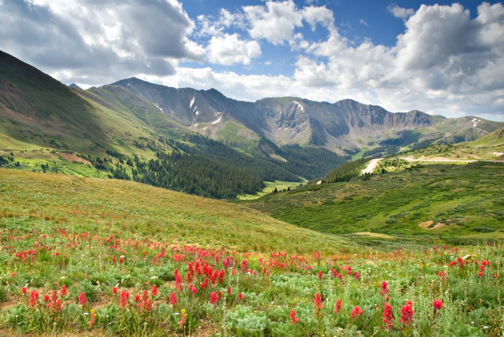 A view of an alpine meadow with mountains in the background.