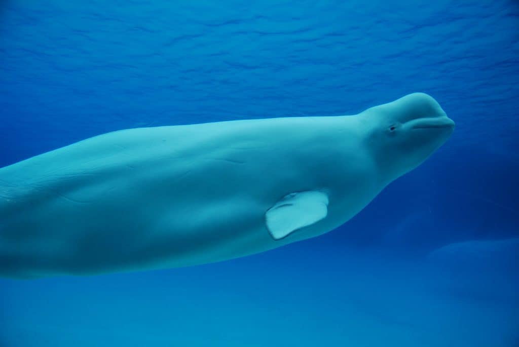 a white beluga whale swims in deep blue water