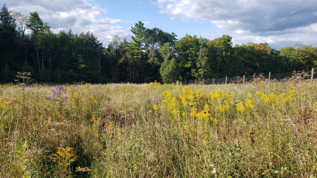 Flowers growing in a field with trees behind.