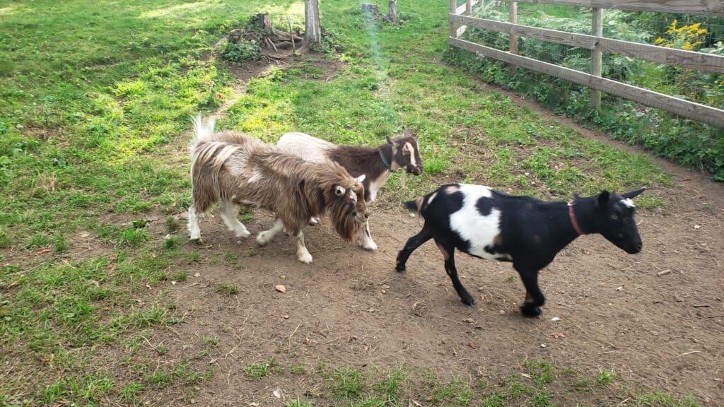 Three goats are walking on dirt near a picket fence.
