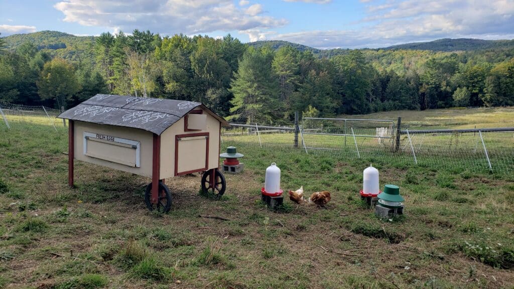 Chicken walking around and eating next to a chicken coop under a blue sky.