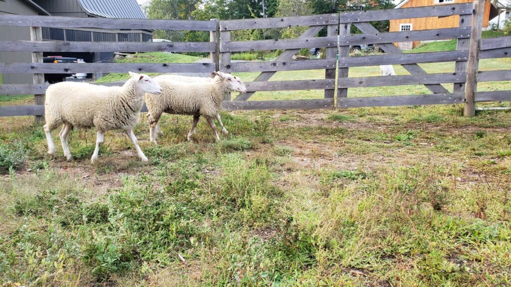 Lambs running in a fenced area.