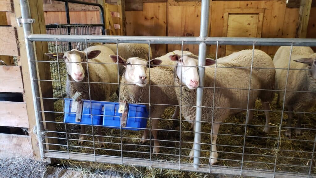 Three sheep in a barn, behind a fence made of metal.