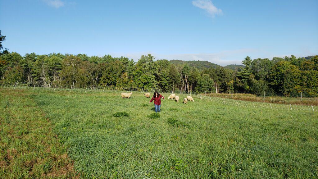 Girl in a red jacket in jeans walking through a grassy field, with sheep standing in the background.