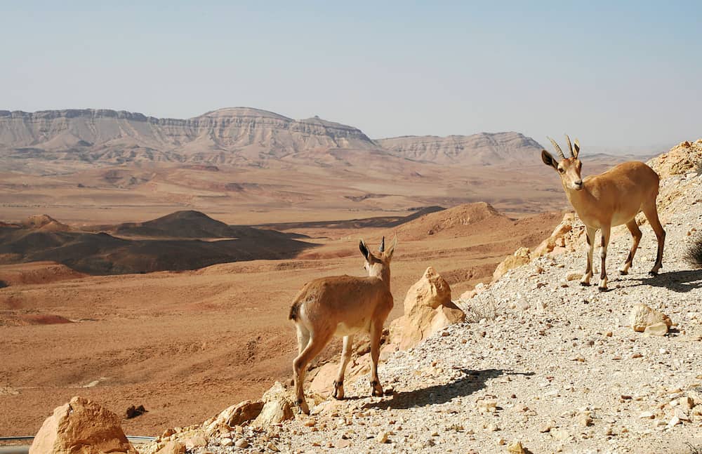 Deer stand on a mountain surrounded by a desert landscape.