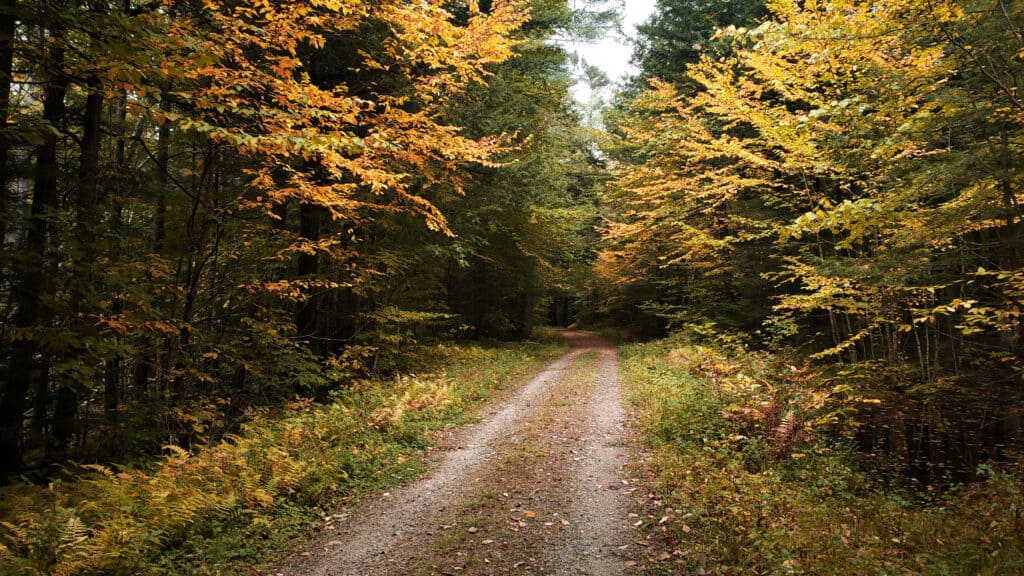 An empty driveway leads through a forest in the fall.
