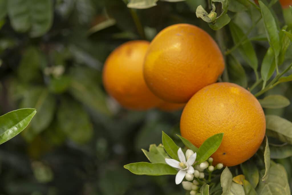 Close up of oranges growing on a tree.