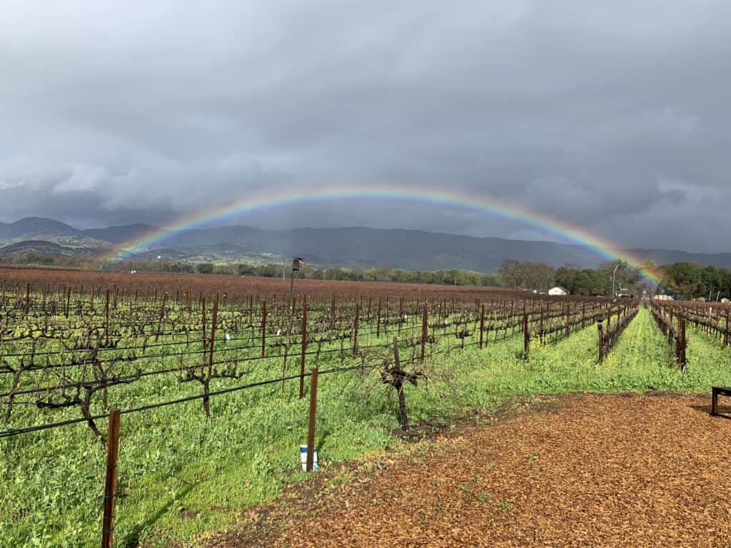 A rainbow stretches over a vineyard under a grey sky.