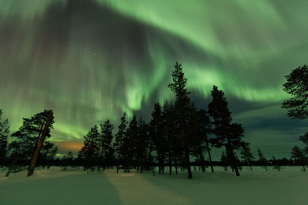 A snowy field with large trees scattered around and the northern lights shining above. 