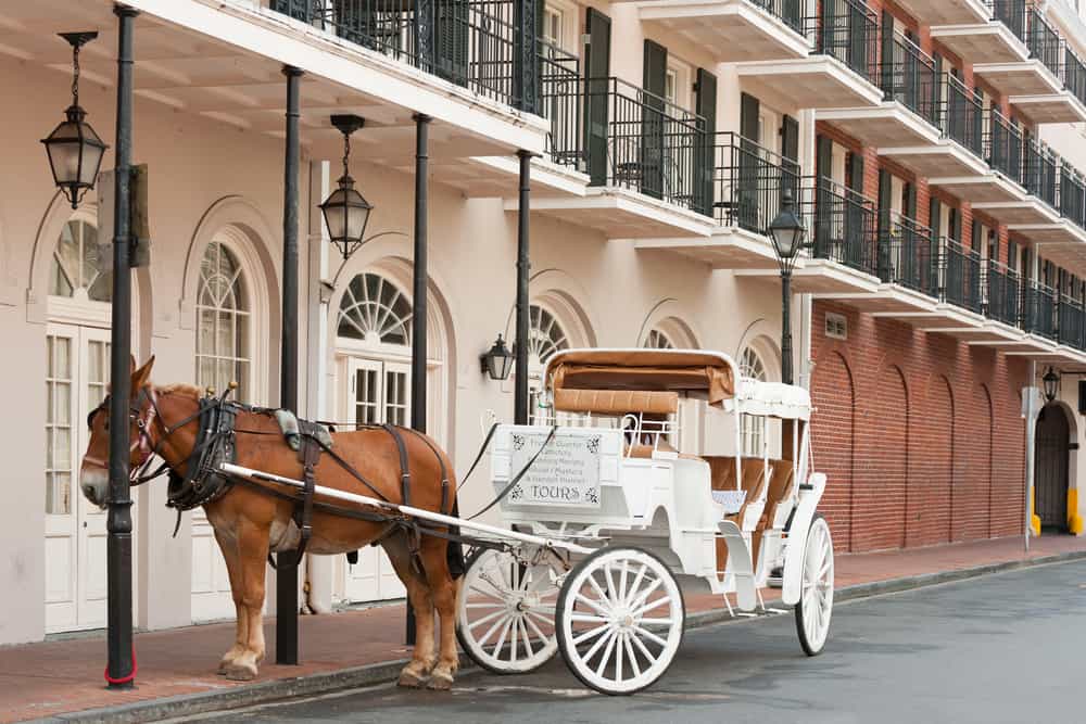 A horse and carriage in New Orleans during a Valentine's Day vacation