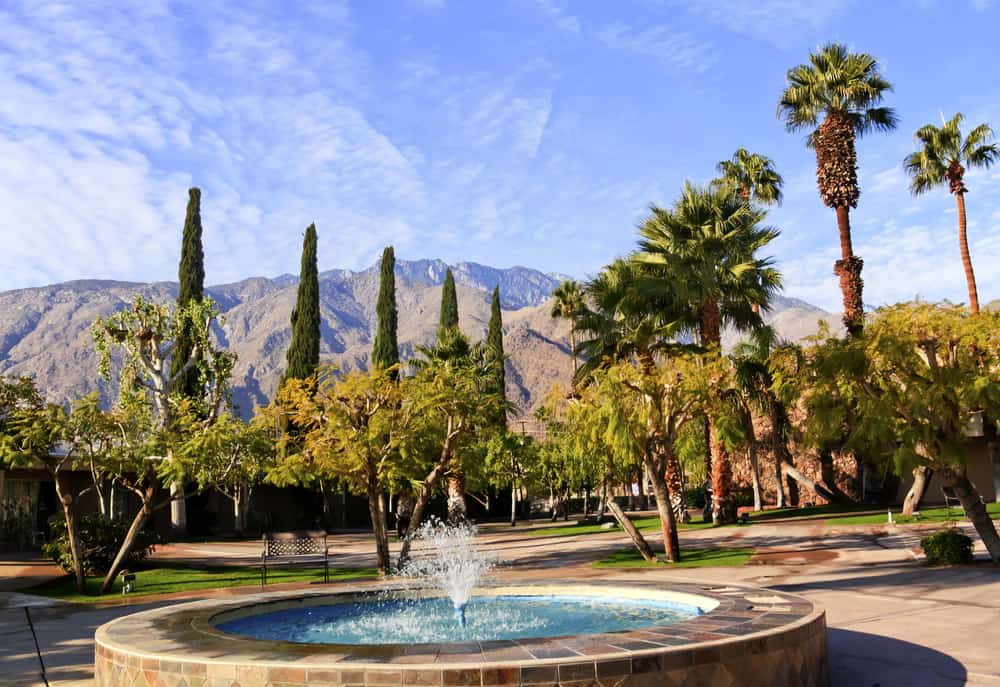 Fan Palms Trees Undecorous Fountain Palm Springs California washingtonia fili