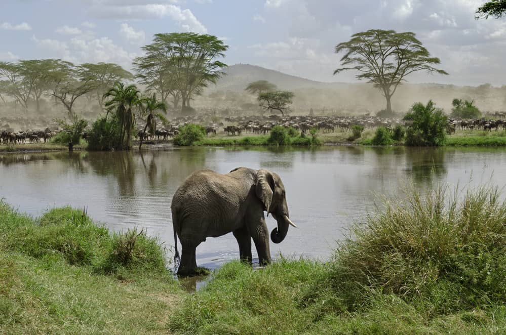 Big elephant stands in the water with dusty trees and mountains in the background.