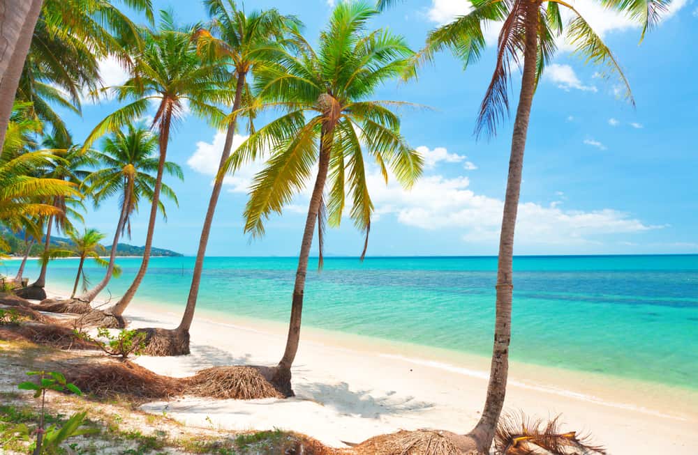 Tropical beach with coconut palm trees.