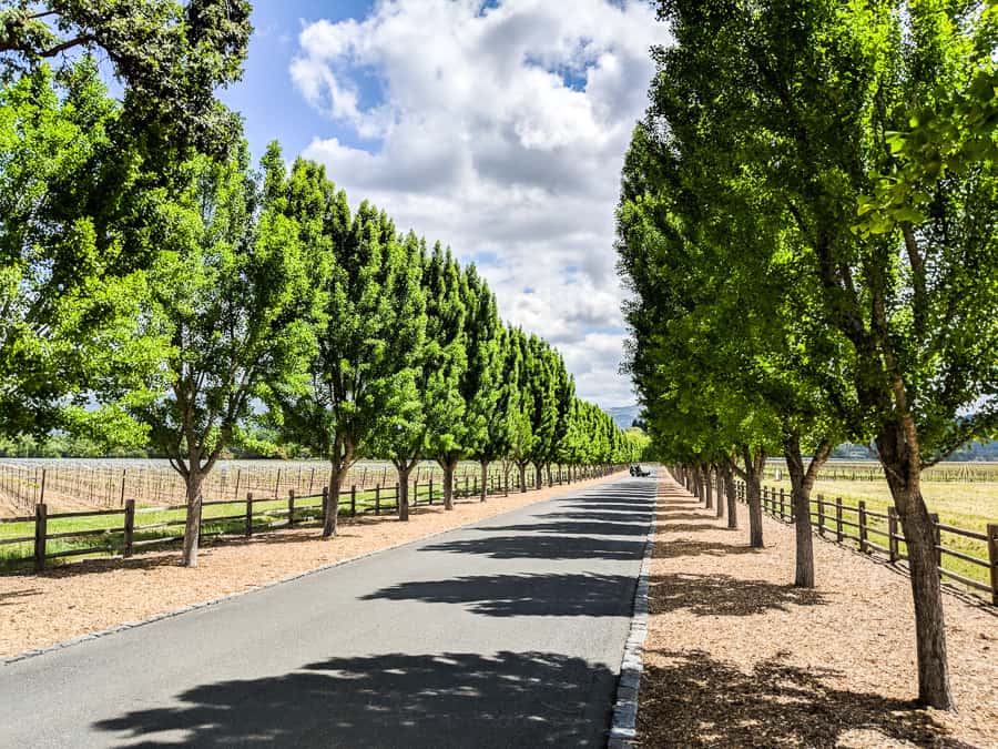 Empty paved walkway lined by trees under a blue sky.