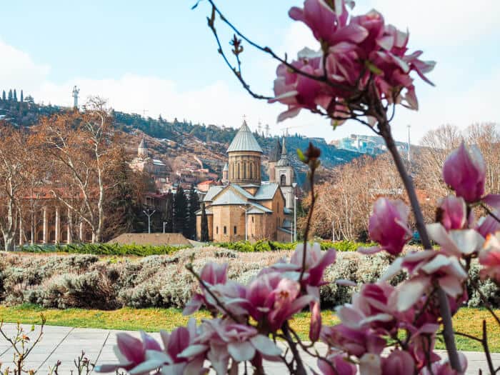 Purple flowers in the foreground. In the background are town buildings with a mountain.