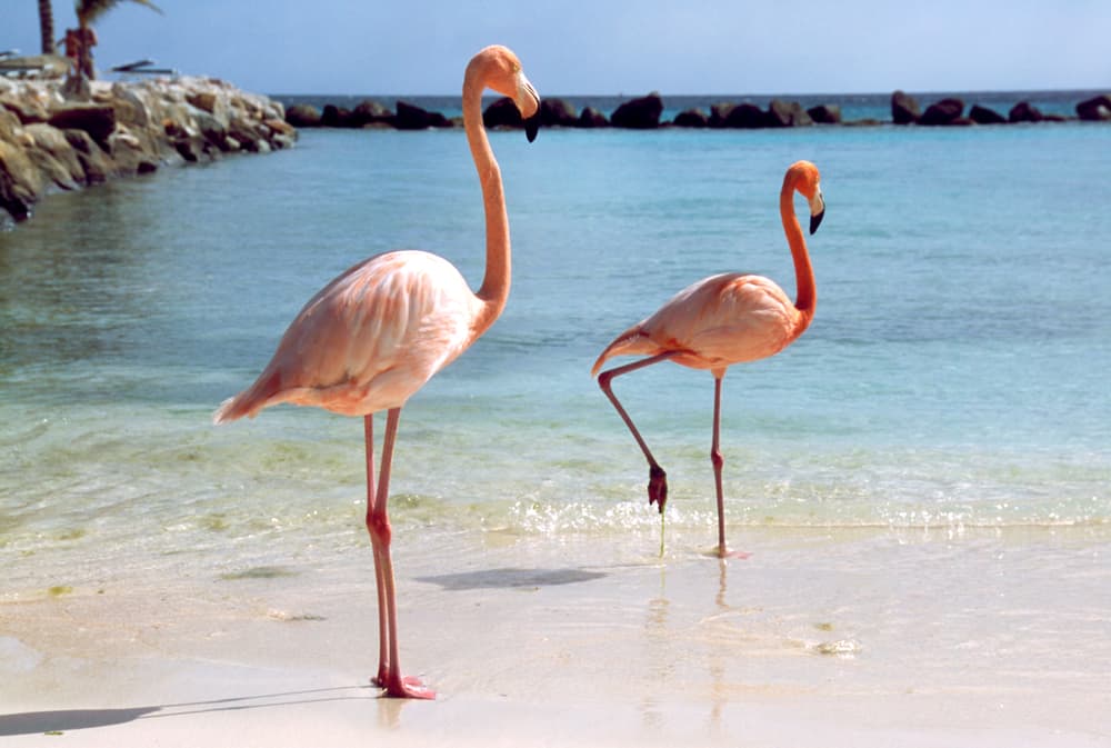 Flamingos stand in the water.