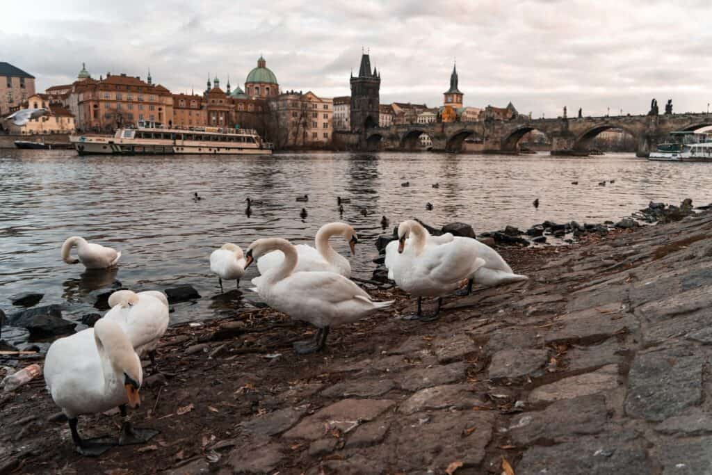 Close up of white birds near the edge of a lake. A bridge stretches over the water in the distance.