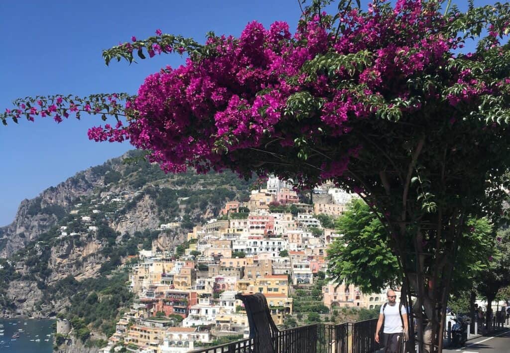 Close up of pink flowers with buildings on a mountain behind.