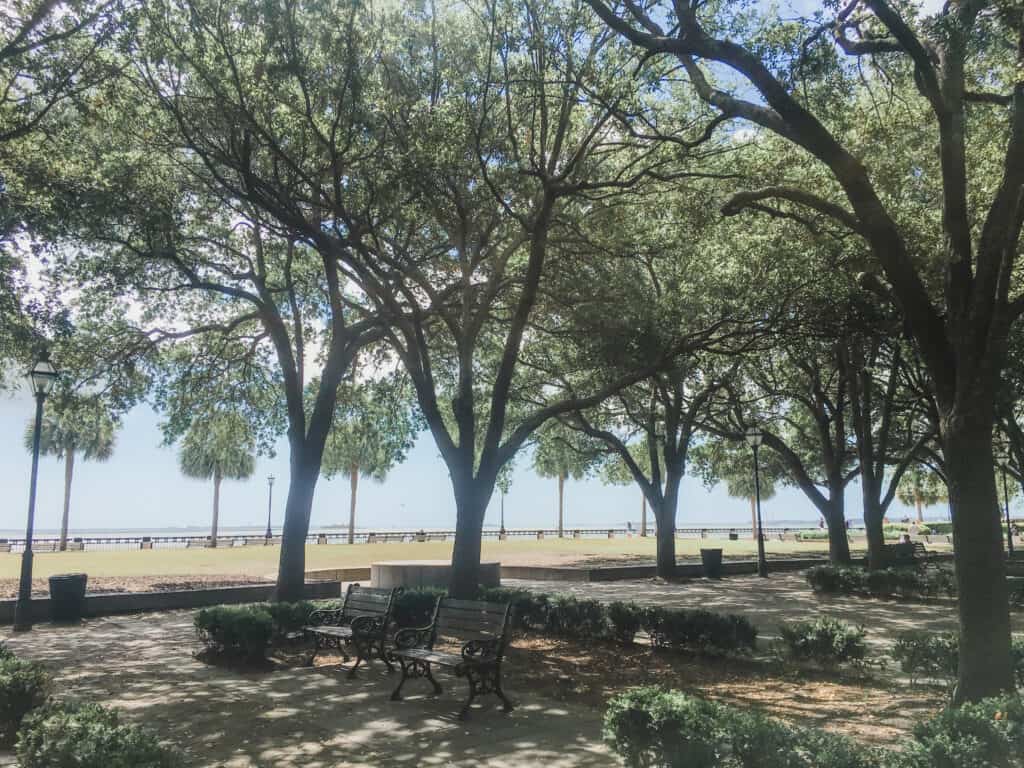 Empty benches sit in a park with tall trees.