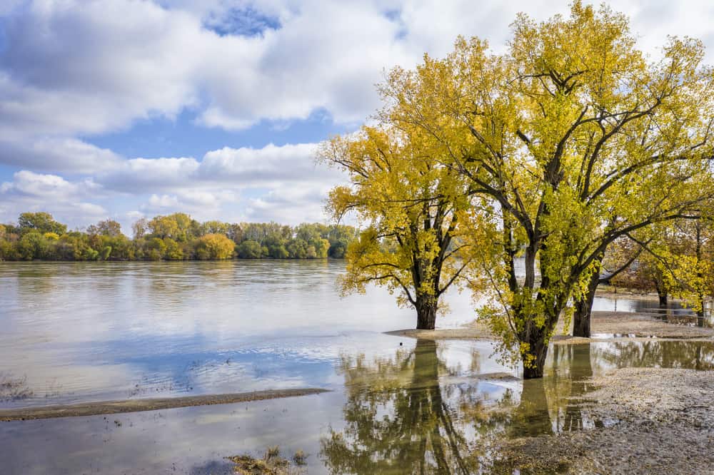 Trees in the fall standing on the edge of the water.