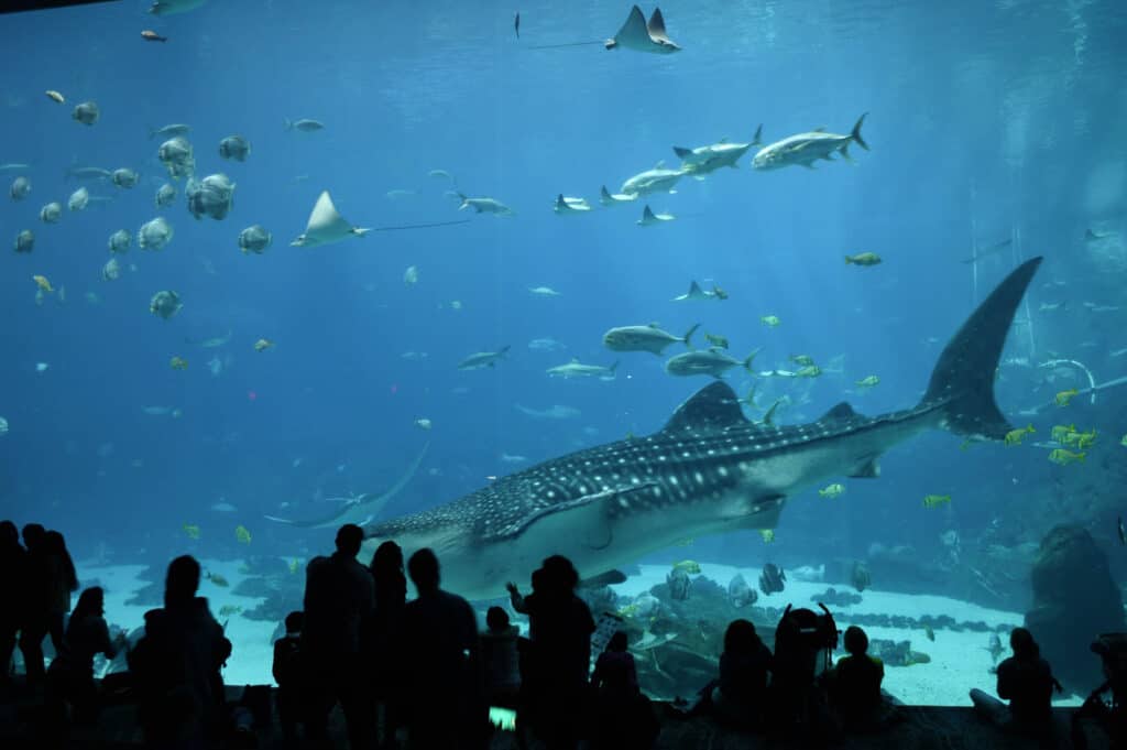 People looking at giant fish in an aquarium.