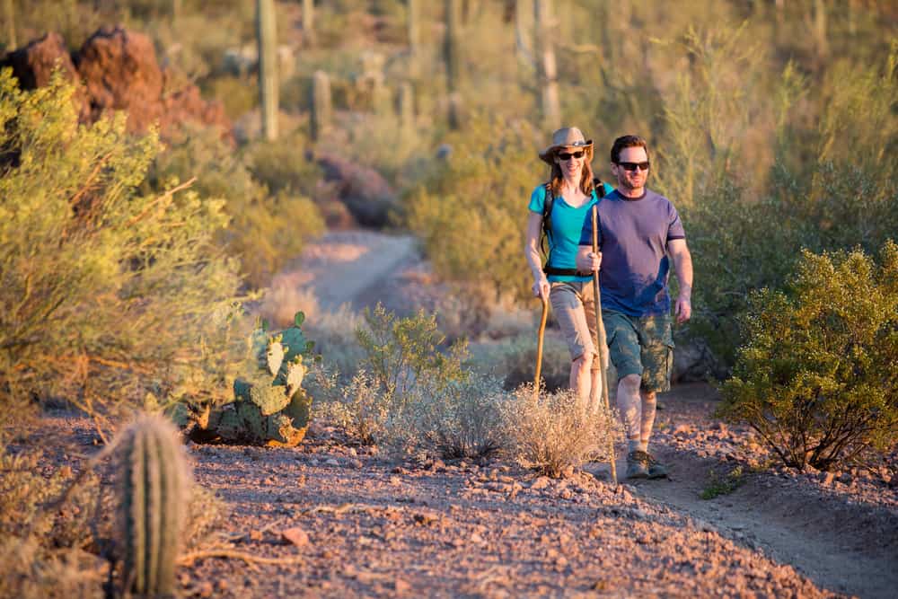 A couple hikes through the desert next to tall cacti.