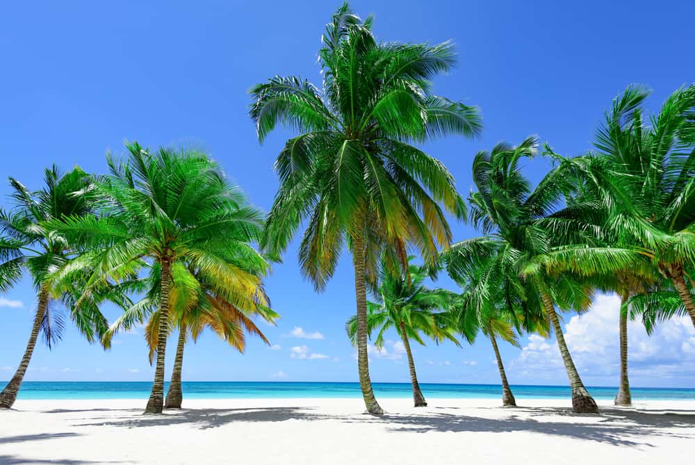 Tall palm trees on the beach.