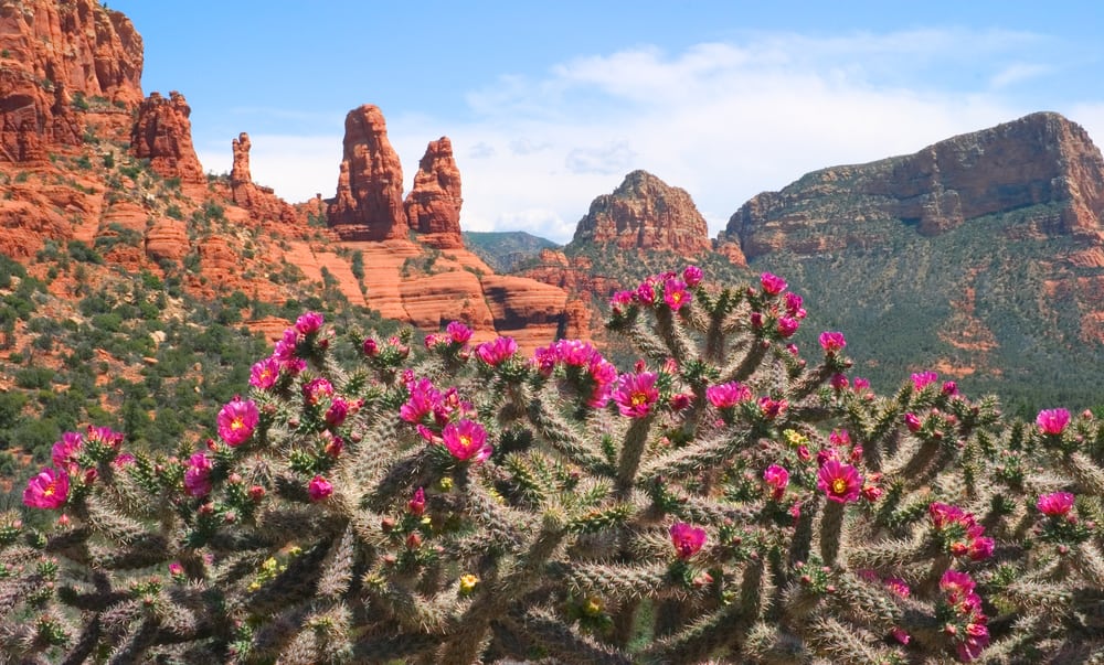 Close up of pink flowers in the desert.