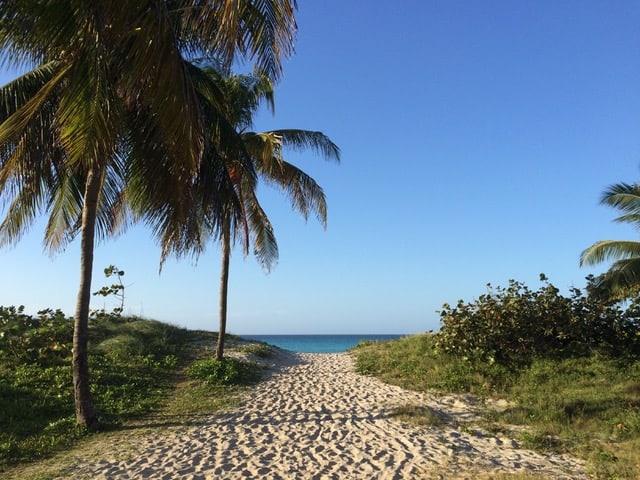 A sandy walkway leads to the ocean lined by palm trees.