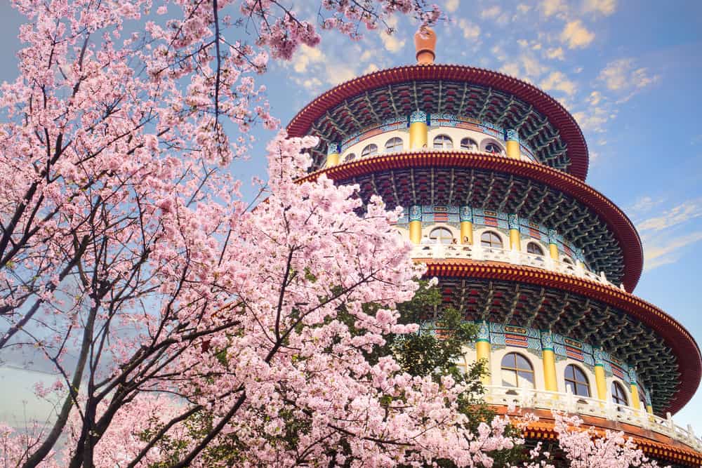 Pink-flowered trees in front of a traditional Taiwanese-style building in spring