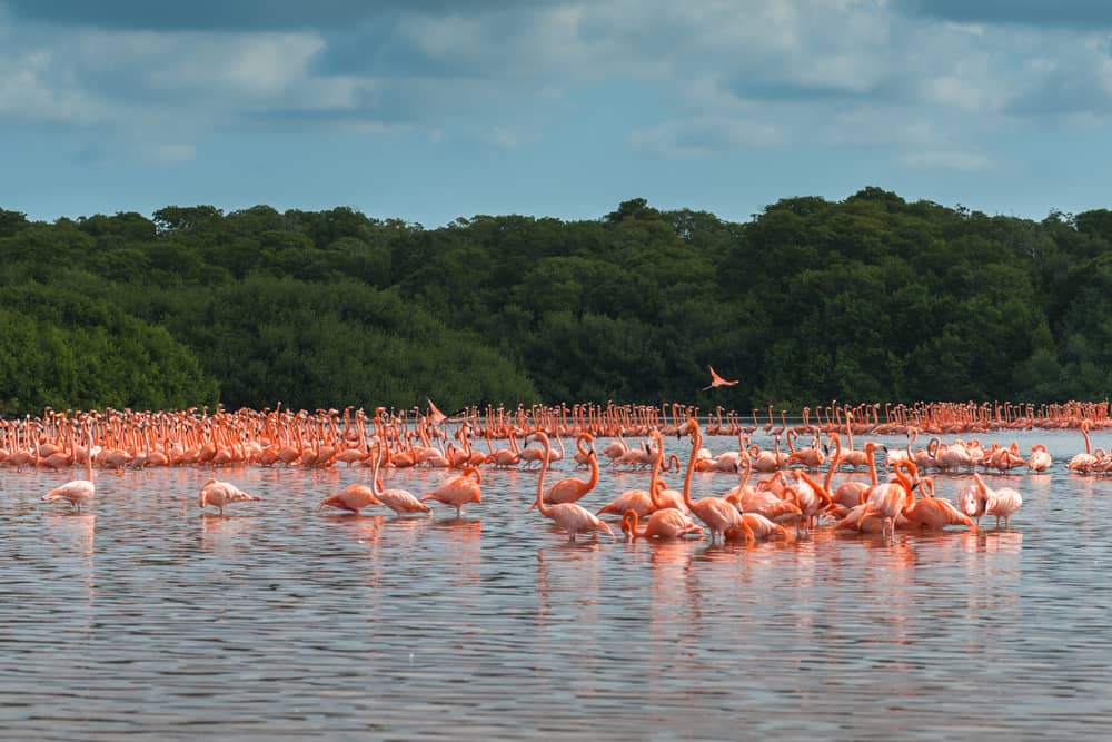 A flock of flamingos stand in a body of water.