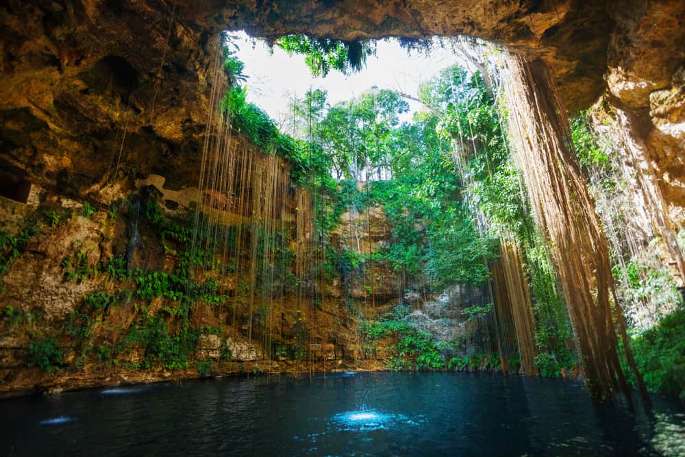 Tall vines lead into a cenote with water.